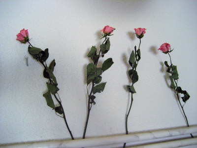 Rosen